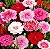 Cravina Rendada Anã Dobrada Sortida - Dianthus chinensis L. - 15 Sementes - Imagem 1