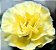Cravo Amarelo - Dianthus caryophyllus  - 15 Sementes - Imagem 6