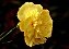 Cravo Amarelo - Dianthus caryophyllus  - 15 Sementes - Imagem 2