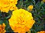 Cravo Amarelo - Dianthus caryophyllus  - 15 Sementes - Imagem 10