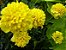 Cravo Amarelo - Dianthus caryophyllus  - 15 Sementes - Imagem 5