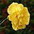 Cravo Amarelo - Dianthus caryophyllus  - 15 Sementes - Imagem 2