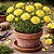 Cravo Amarelo - Dianthus caryophyllus  - 15 Sementes - Imagem 1