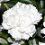 Cravo Branco - Dianthus caryophyllus - 15 Sementes - Imagem 3