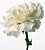 Cravo Branco - Dianthus caryophyllus - 15 Sementes - Imagem 1