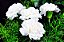 Cravo Branco - Dianthus caryophyllus - 15 Sementes - Imagem 9
