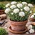 Cravo Branco - Dianthus caryophyllus - 15 Sementes - Imagem 1