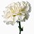 Cravo Branco - Dianthus caryophyllus - 15 Sementes - Imagem 2