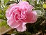 Cravo Rosa: 15 Sementes - Imagem 9
