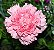 Cravo Rosa: 15 Sementes - Imagem 8