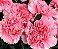 Cravo Rosa - Dianthus caryophyllus - 15 Sementes - Imagem 10