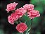 Cravo Rosa - Dianthus caryophyllus - 15 Sementes - Imagem 3