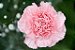 Cravo Rosa - Dianthus caryophyllus - 15 Sementes - Imagem 2