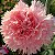 Cravo Rosa - Dianthus caryophyllus - 15 Sementes - Imagem 5