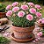 Cravo Rosa - Dianthus caryophyllus - 15 Sementes - Imagem 1