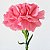 Cravo Rosa - Dianthus caryophyllus - 15 Sementes - Imagem 2