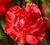 Cravo Vermelho - Dianthus caryophyllus - 15 Sementes - Imagem 9