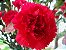 Cravo Vermelho - Dianthus caryophyllus - 15 Sementes - Imagem 10