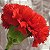 Cravo Vermelho - Dianthus caryophyllus - 15 Sementes - Imagem 8