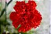 Cravo Vermelho - Dianthus caryophyllus - 15 Sementes - Imagem 3