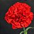 Cravo Vermelho - Dianthus caryophyllus - 15 Sementes - Imagem 2