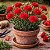 Cravo Vermelho - Dianthus caryophyllus - 15 Sementes - Imagem 1