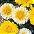 Crisântemo Amarelo, Creme e Branco: 20 Sementes - Imagem 1