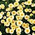 Crisântemo Amarelo, Creme e Branco: 20 Sementes - Imagem 2