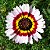 Crisântemo Carinatum - Chrysanthemum carinatum - 20 Sementes - Imagem 2