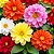 Dália Dobrada Sortida - Dahlia pinnata - 15 Sementes - Imagem 1