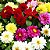 Dália Dobrada Sortida - Dahlia pinnata - 15 Sementes - Imagem 2