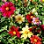 Dália Singela Sortida - Dahlia pinnata - 15 Sementes - Imagem 2