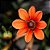 Dália Singela Sortida - Dahlia pinnata - 15 Sementes - Imagem 9
