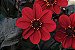 Dália Singela Sortida - Dahlia pinnata - 15 Sementes - Imagem 7