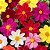 Dália Singela Sortida - Dahlia pinnata - 15 Sementes - Imagem 1