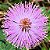 Dormideira - Mimosa pudica: 15 Sementes - Imagem 2