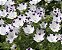 Five Spots (Nemophila): 20 Sementes - Imagem 4