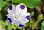 Five Spots (Nemophila): 20 Sementes - Imagem 2