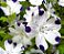 Five Spots (Nemophila): 20 Sementes - Imagem 6