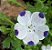 Five Spots (Nemophila): 20 Sementes - Imagem 1