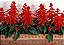 Flor de Cardeal Anã Vermelha: 20 Sementes - Imagem 3