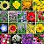Mix de Flores Sortidas: 300+ Sementes - Imagem 3