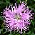 Franjas Rosa (Dianthus superbus) – 20 Sementes - Imagem 2