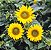 Girassol Anão de Jardim - Helianthus annuus - 10 Sementes - Imagem 1