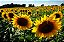 Girassol Alto de Jardim -Helianthus annuus - 10 Sementes - Imagem 10