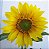 Girassol Alto de Jardim -Helianthus annuus - 10 Sementes - Imagem 6