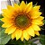 Girassol Alto de Jardim - 10 Sementes - Imagem 1
