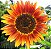 Girassol Bonito de Outono - Helianthus annuus - 10 Sementes - Imagem 5