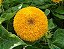 Girassol Dobrado Anão - Helianthus annuus - 10 Sementes - Imagem 1