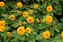Girassol Dobrado Anão - Helianthus annuus - 10 Sementes - Imagem 6